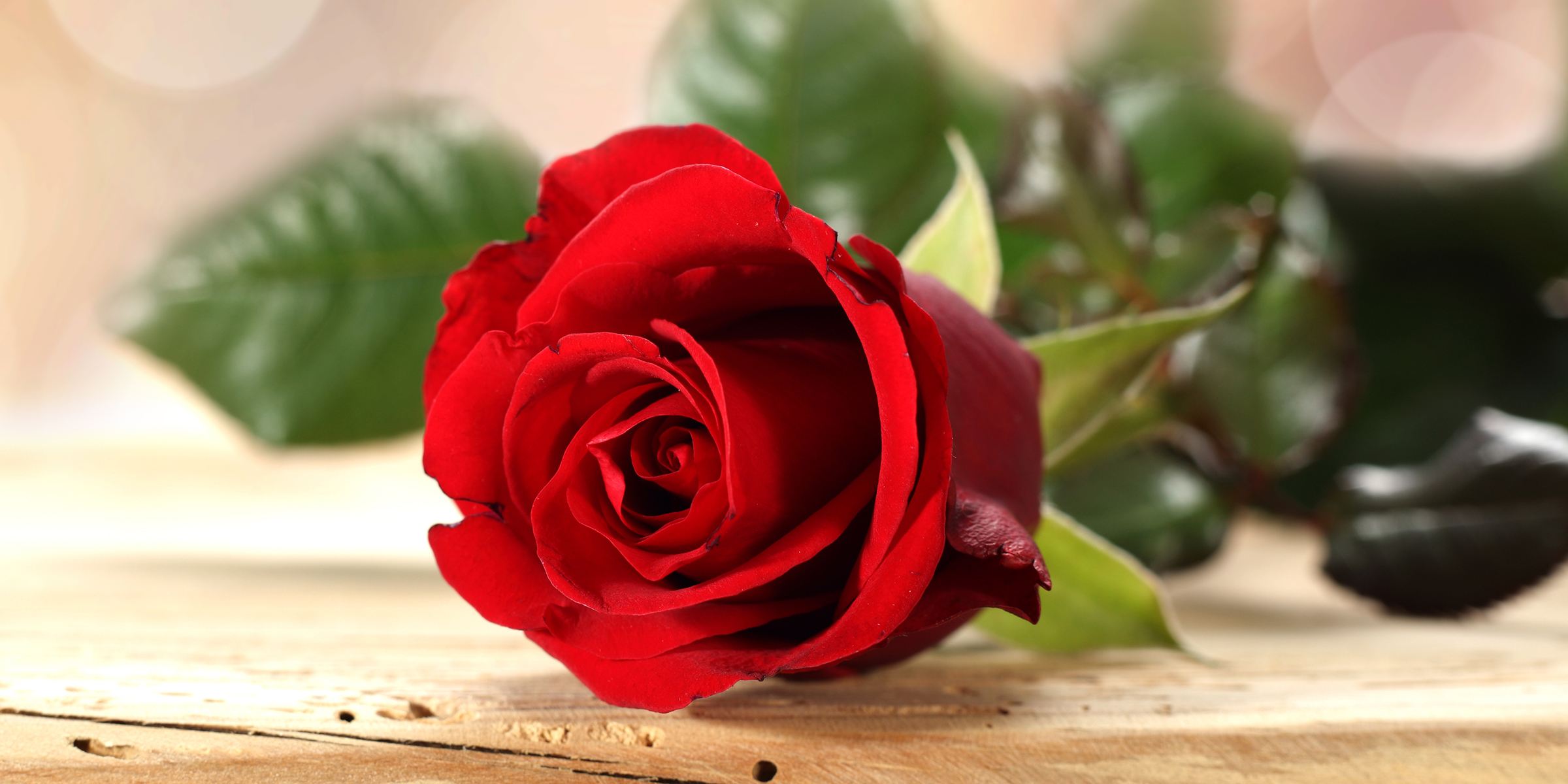 Eine rote Rose | Quelle: Shutterstock