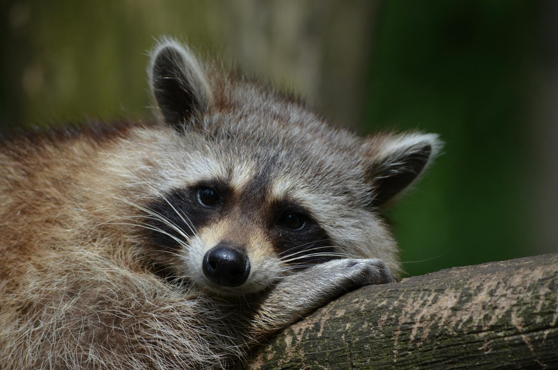 Ein Waschbär, der auf einem Baum sitzt | Quelle: Pexels