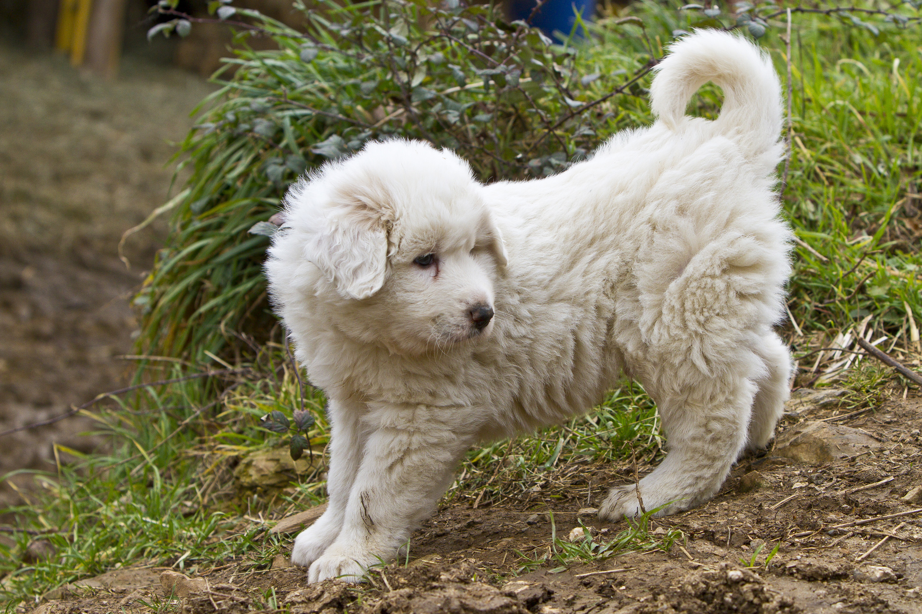 Ein Great Pyrenees Welpe | Quelle: Getty Images