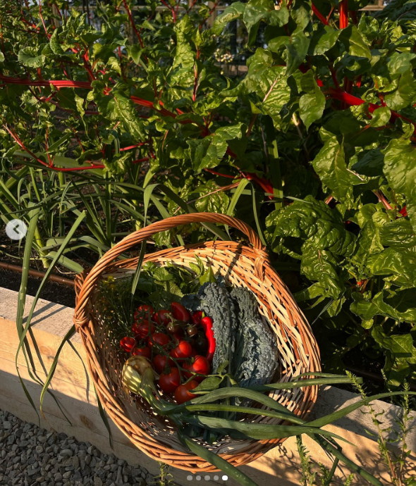 Ein geflochtener Weidenkorb, randvoll mit farbenfrohen Gartenfrüchten, steht am Rand eines Hochbeets in Arcady, vor dem Hintergrund von üppigem grünem Mangold mit leuchtend purpurroten Stielen. Gefüllt mit frisch gepflückten roten Tomaten, dunklem Grünkohl, Blattkräutern und Frühlingszwiebeln unterstreicht die farbenfrohe Ernte Pamela Andersons blühendes Grundstück auf Vancouver Island. Sie teilte den Schnappschuss der üppigen Ernte zusammen mit der schlichten Bildunterschrift: „Aus dem Garten… 🤍“. | Quelle: Instagram/pamelaanderson