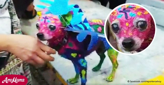 Dieses Video zeigt einen erschrockenen Hund, der für Halloween gefärbt wurde