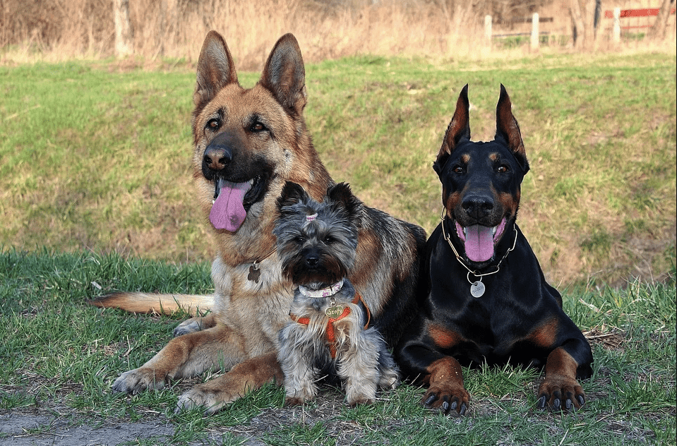 Ein Foto mit drei Hunden. | Quelle: Pexels