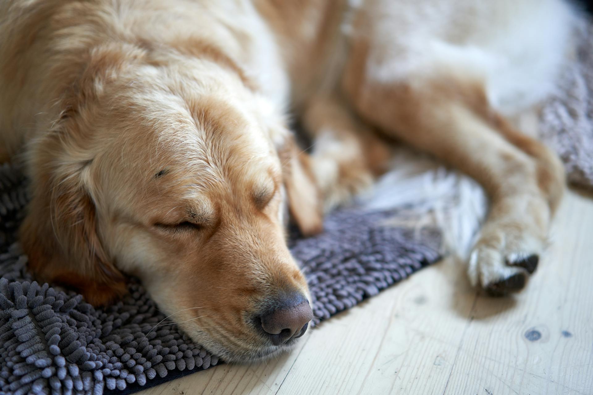 Ein schlafender Hund | Quelle: Pexels