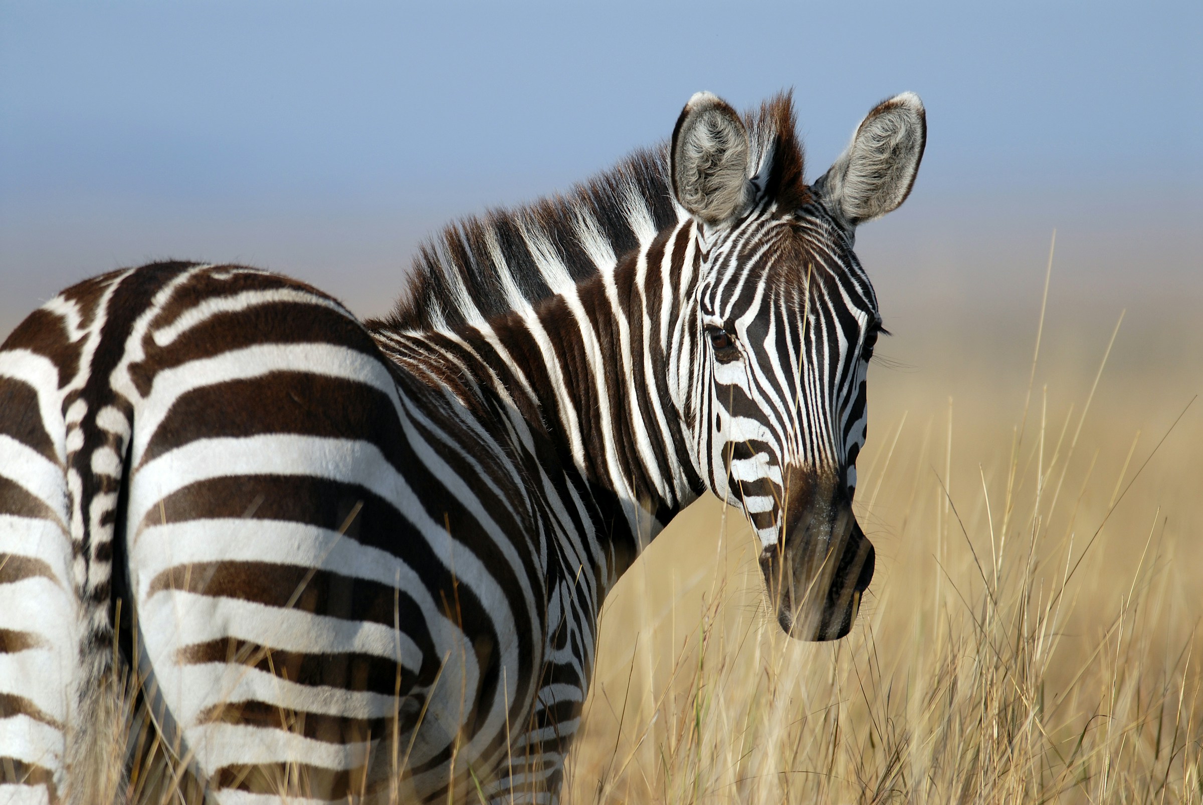 Ein Zebra in einem Weizenfeld | Quelle: Unsplash