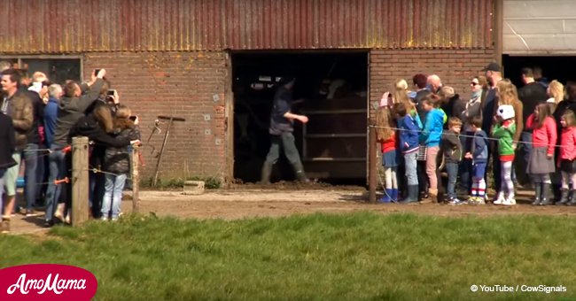 Kühe, die 6 Monate lang im Stall waren, werden endlich freigelassen (Video)