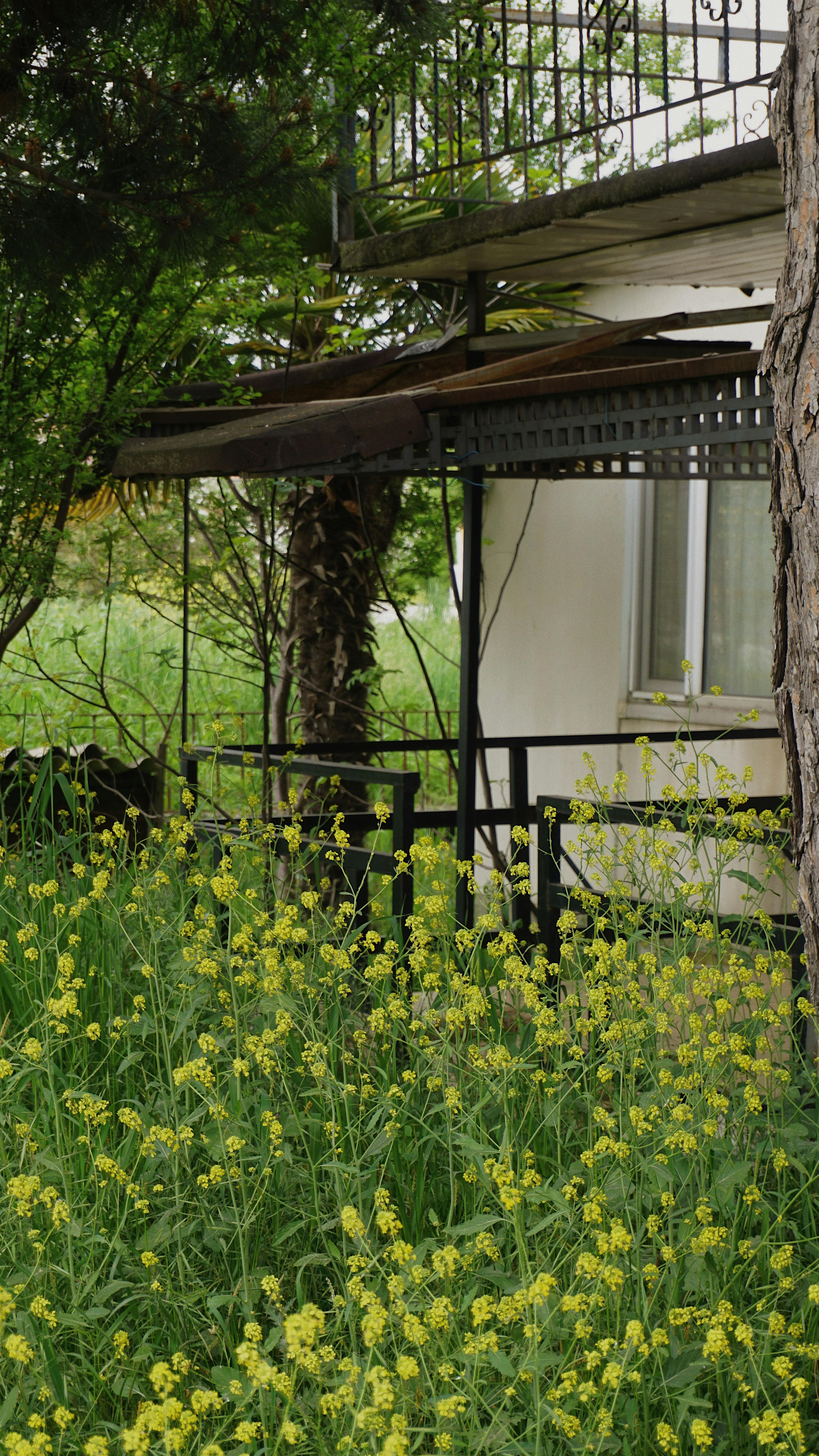 Ein überwucherter Hinterhofgarten | Quelle: Pexels