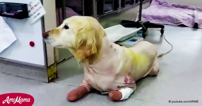 Ein Hund, dessen Pfoten amputiert wurden, nachdem er von einem Fleischmarkt gerettet wurde, lernt wieder zu laufen