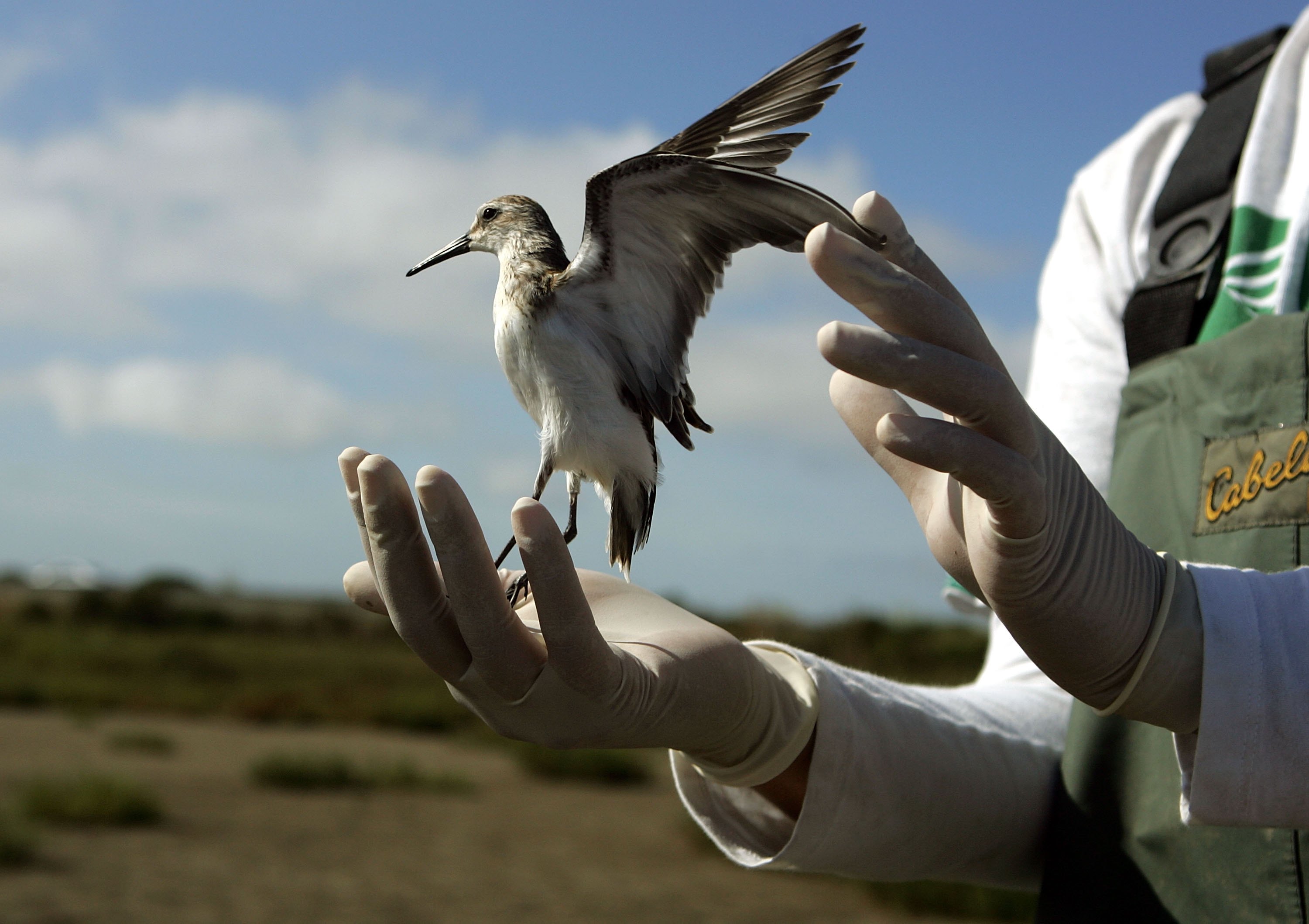 Die USGS-Biologin Science Tech Brooke Hill lässt einen Flussuferläufer frei, nachdem sie ihn in Sonoma, Kalifornien, am 16. August 2006 auf die hochpathogene Vogelgrippe H5N1 getestet hat | Quelle: Getty Images