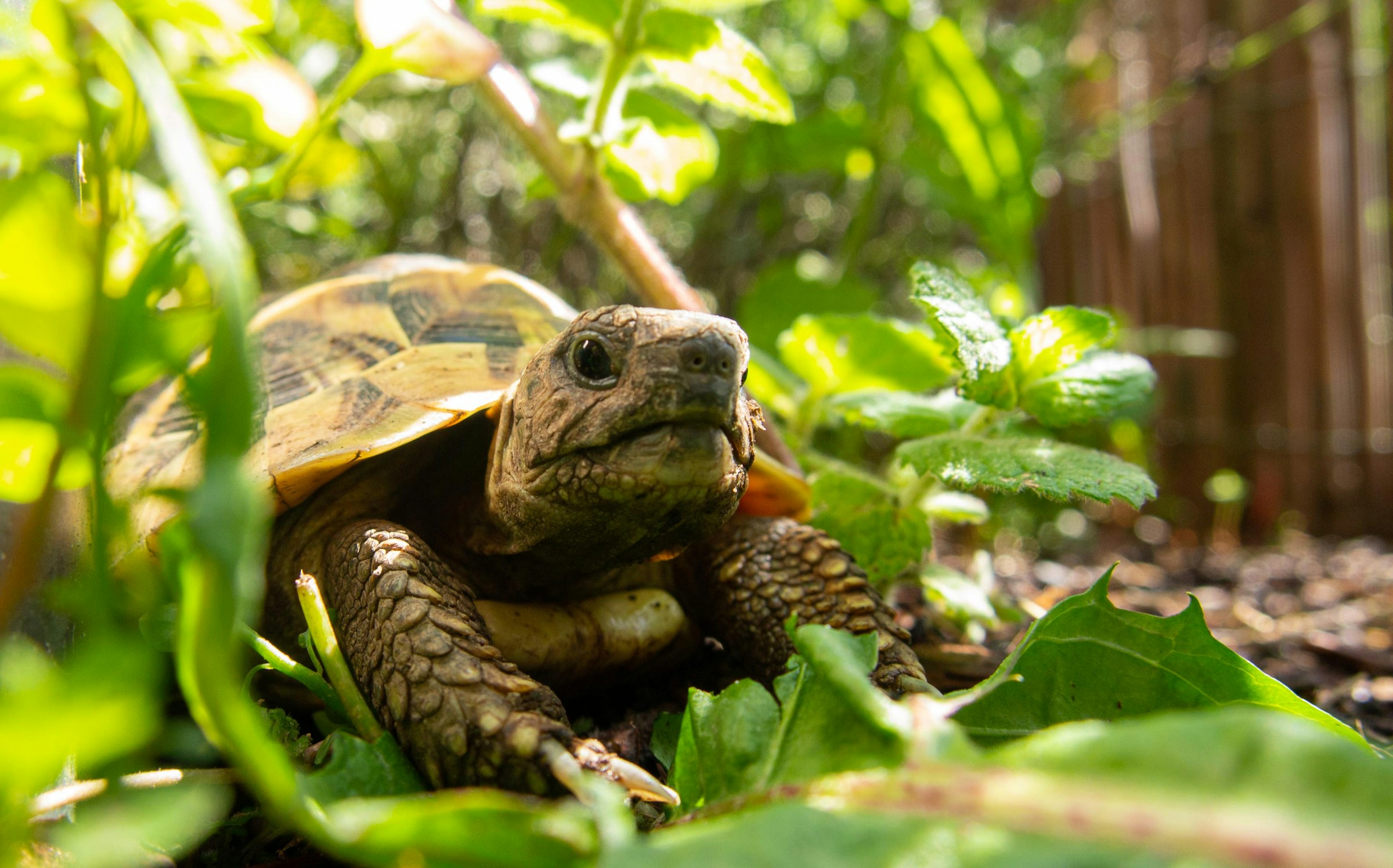 Eine Schildkröte | Quelle: Unsplash