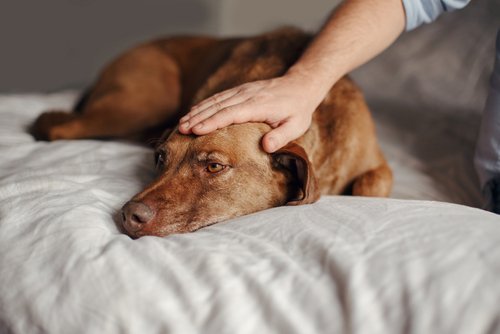 Mann streichelt seinen älteren Hund auf dem Bett | Quelle: Shutterstock