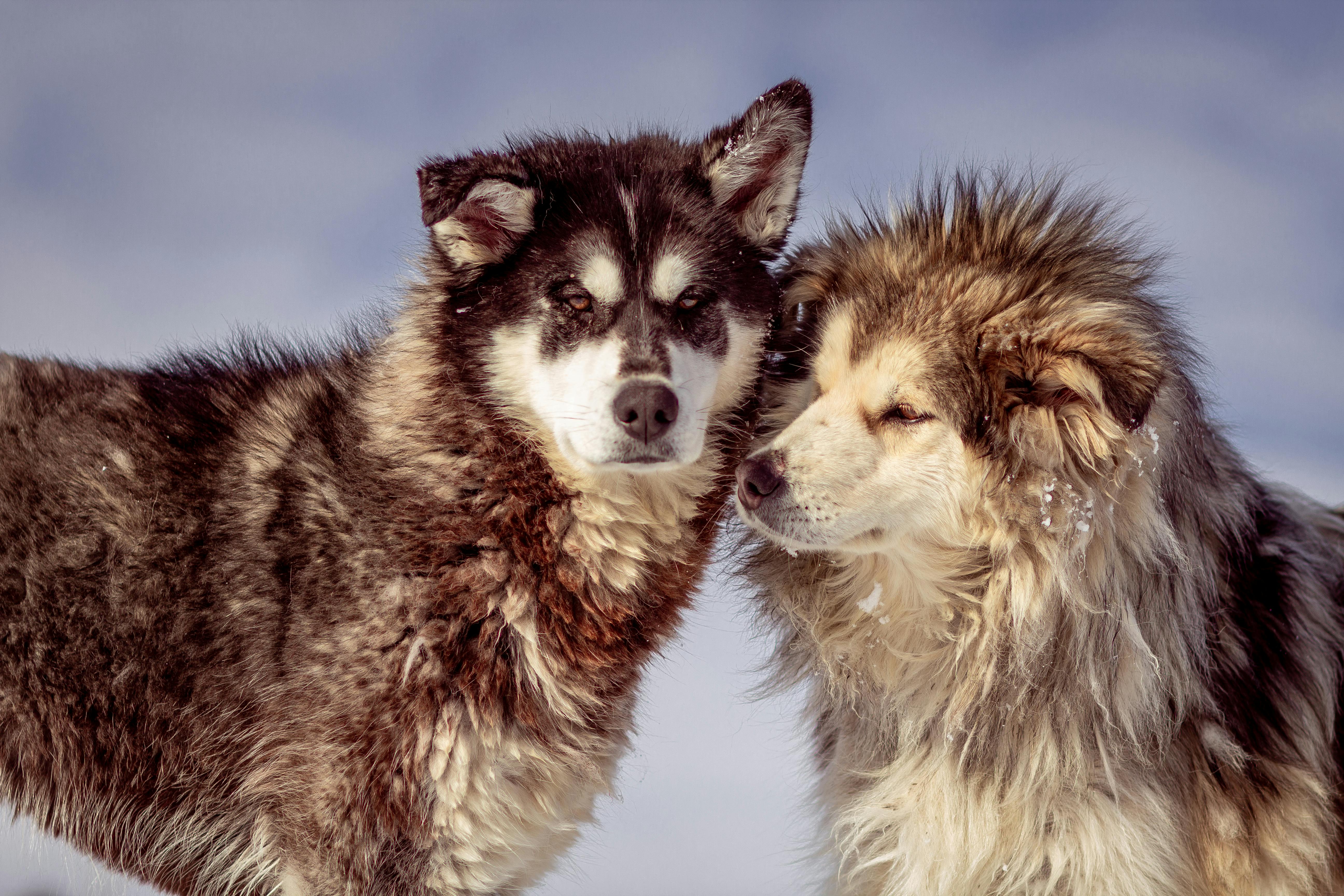 Zwei Hunde | Quelle: Pexels