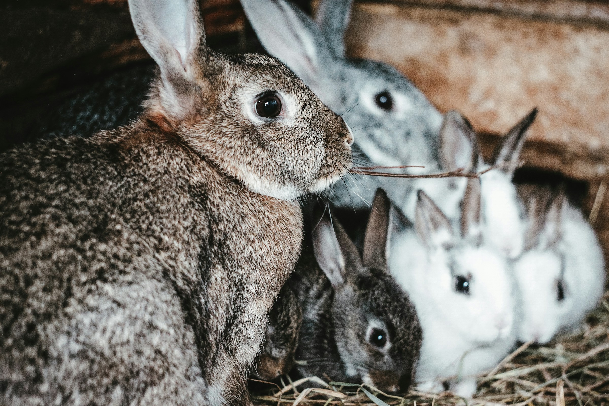 Um par de coelhos sentados juntos | Fonte: Unsplash