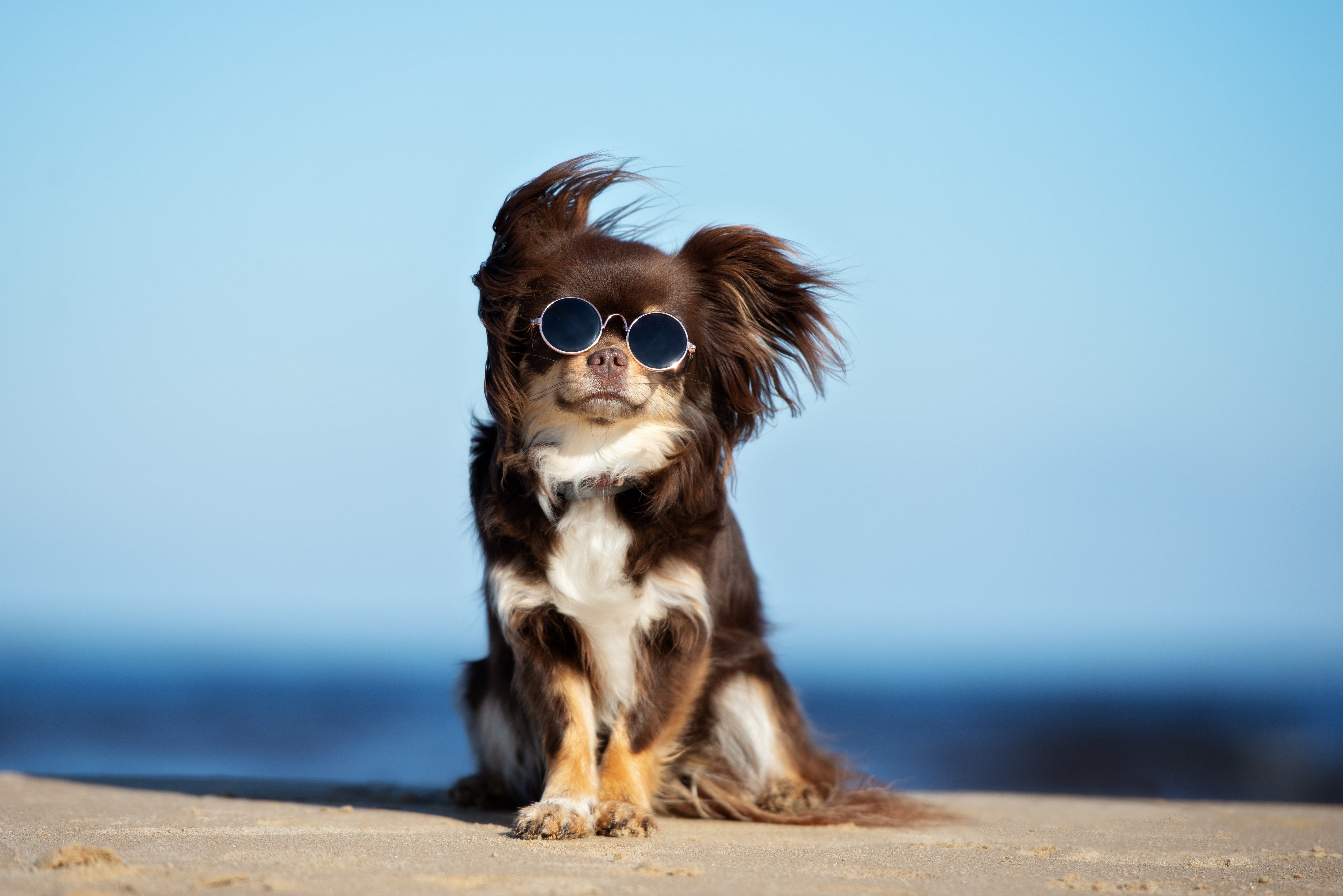 Lustiger Chihuahua-Hund posiert auf einem Strand in der Sonnenbrille | Quelle: Shutterstock