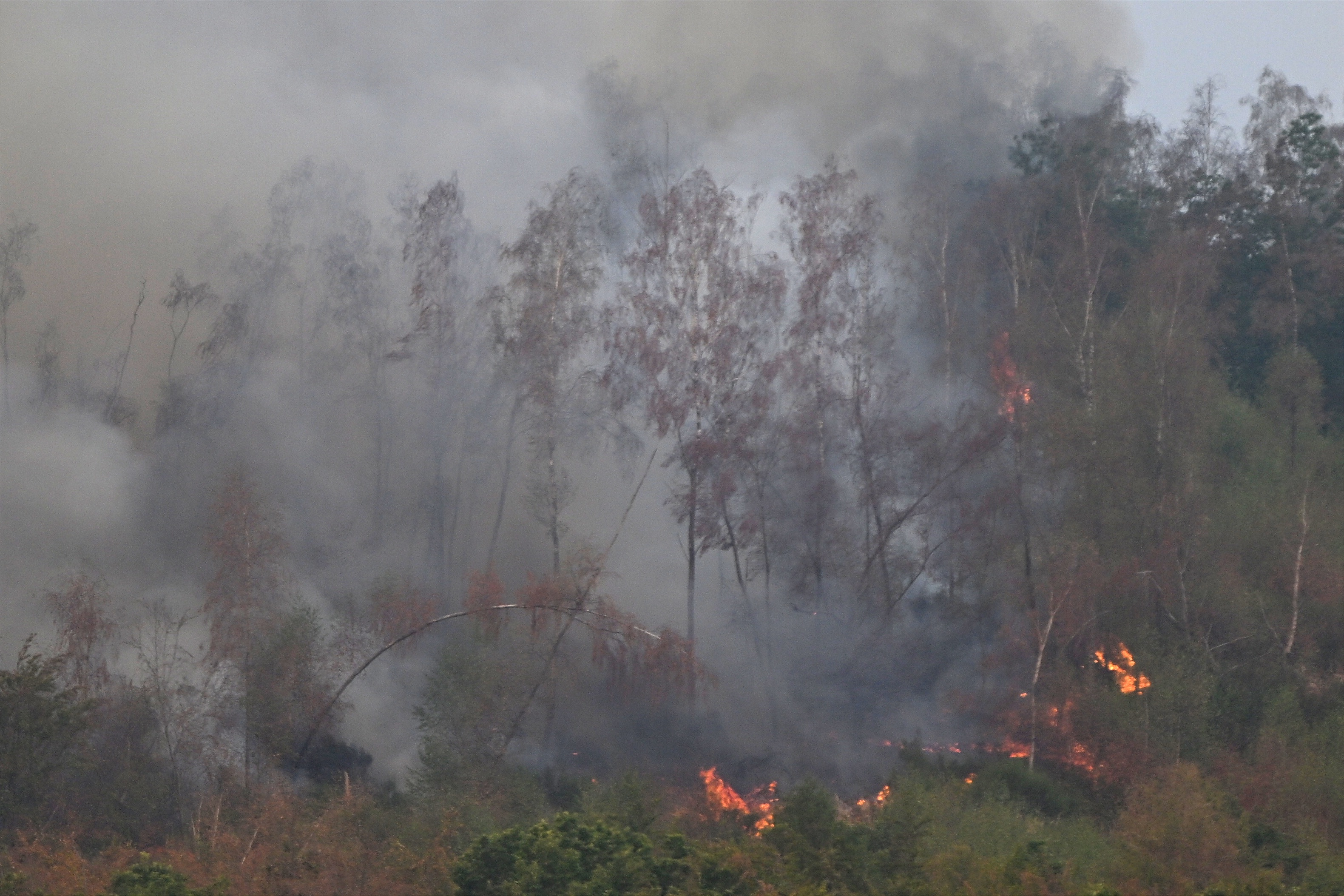 Waldbrand im Landkreis Düren am 14. August 2026 | Quelle: Getty Images