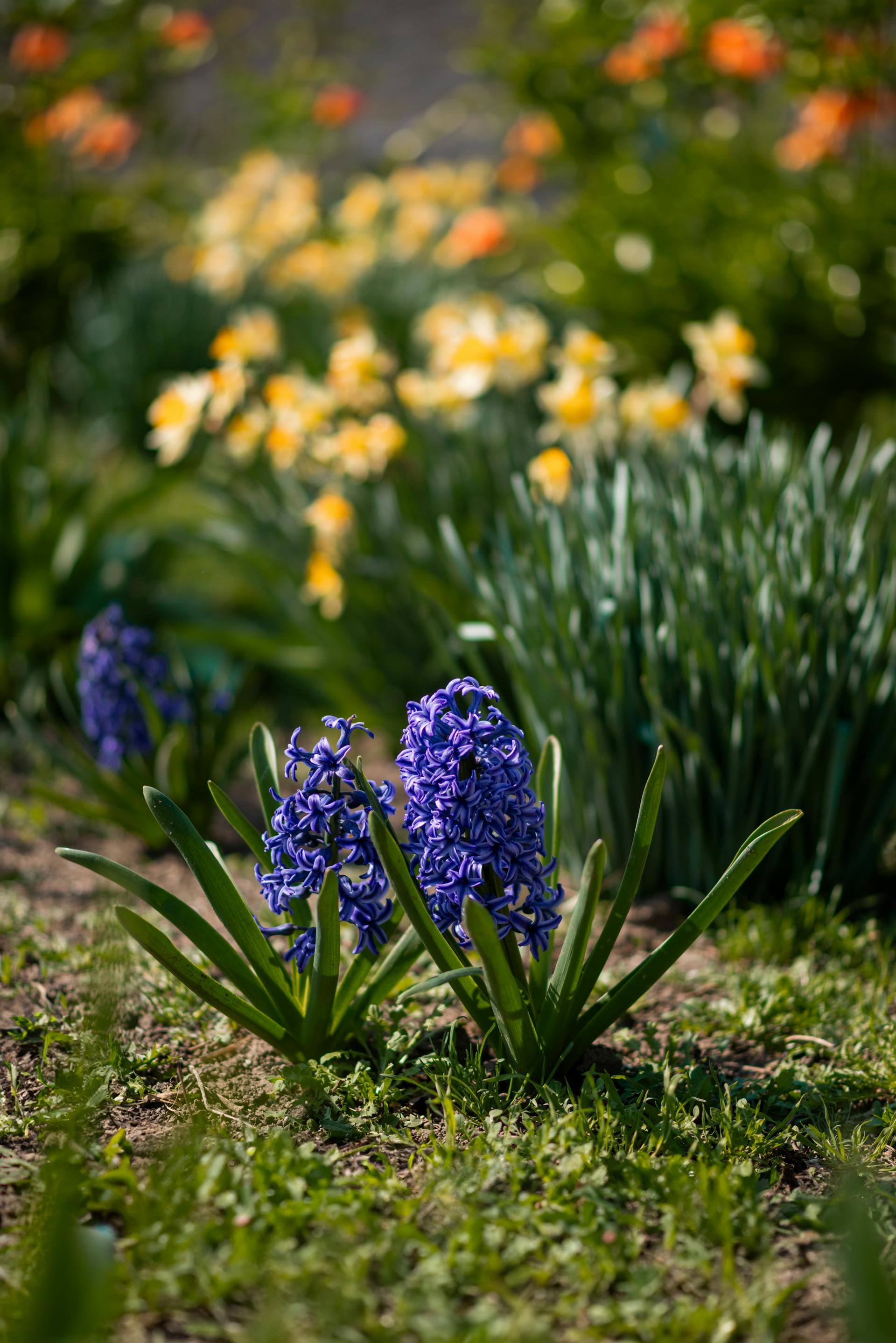 Blühende Blumen in einem Garten | Quelle: Pexels