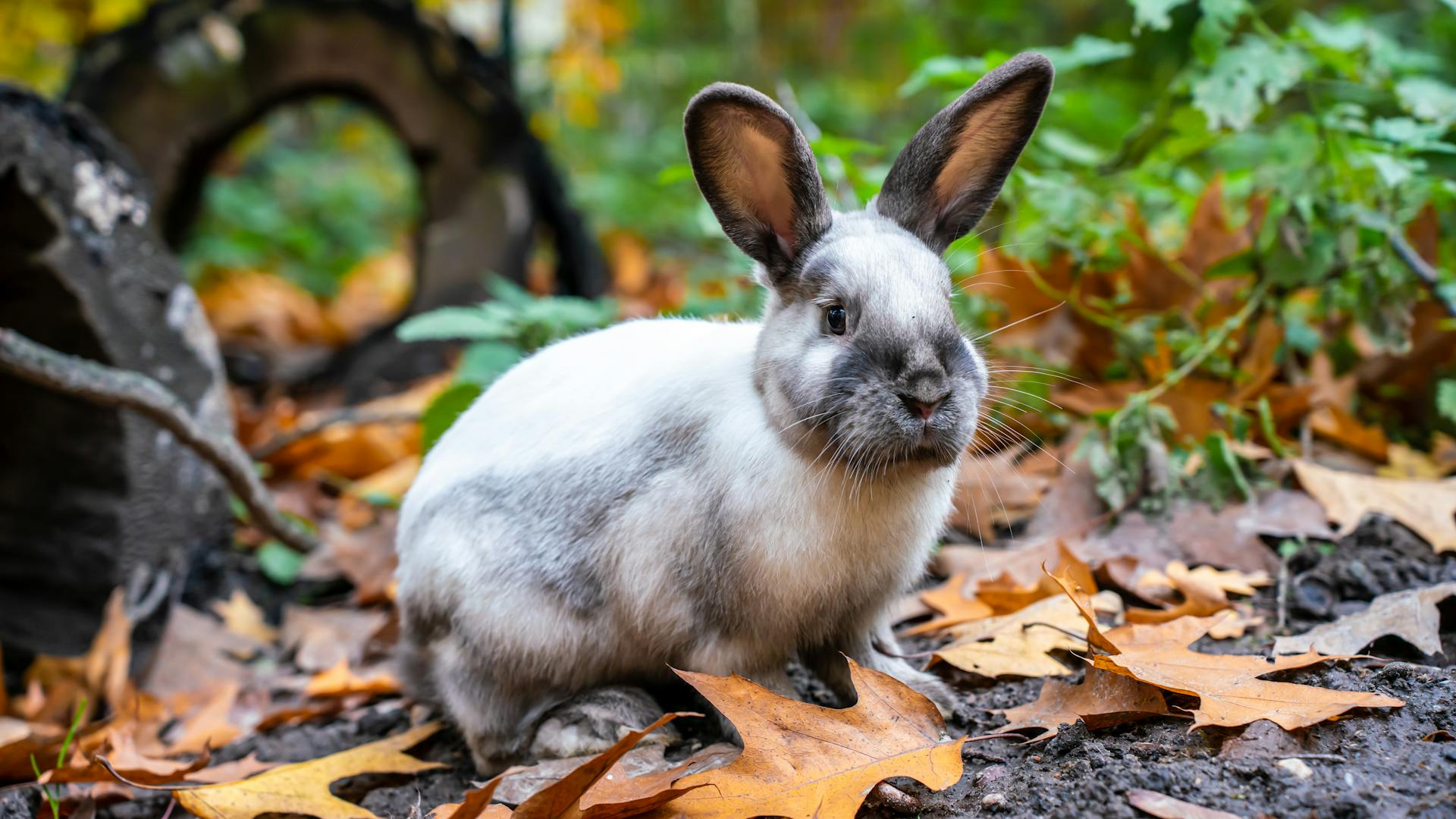 Ein Kaninchen in einem Wald | Quelle: Pexels