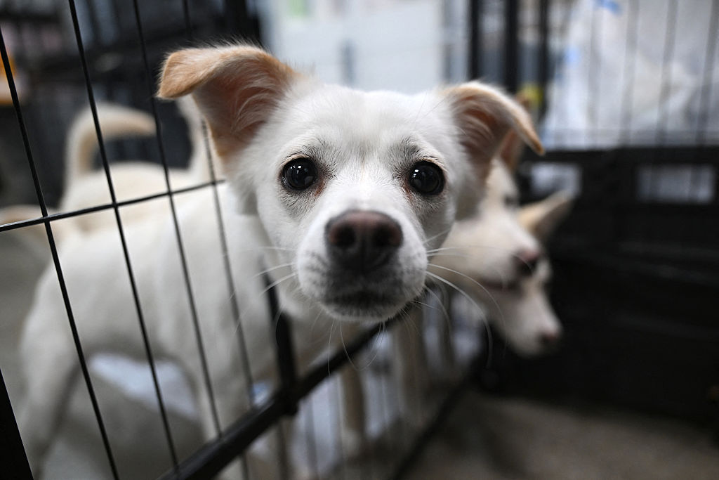Auf diesem Foto vom 23. Juni 2026 sind Hunde zu sehen, die aus Hundeschlachthöfen gerettet wurden und nun in einem Tierheim der Tierrechtsorganisation „KARA“ in Paju untergebracht sind | Quelle: Getty Images