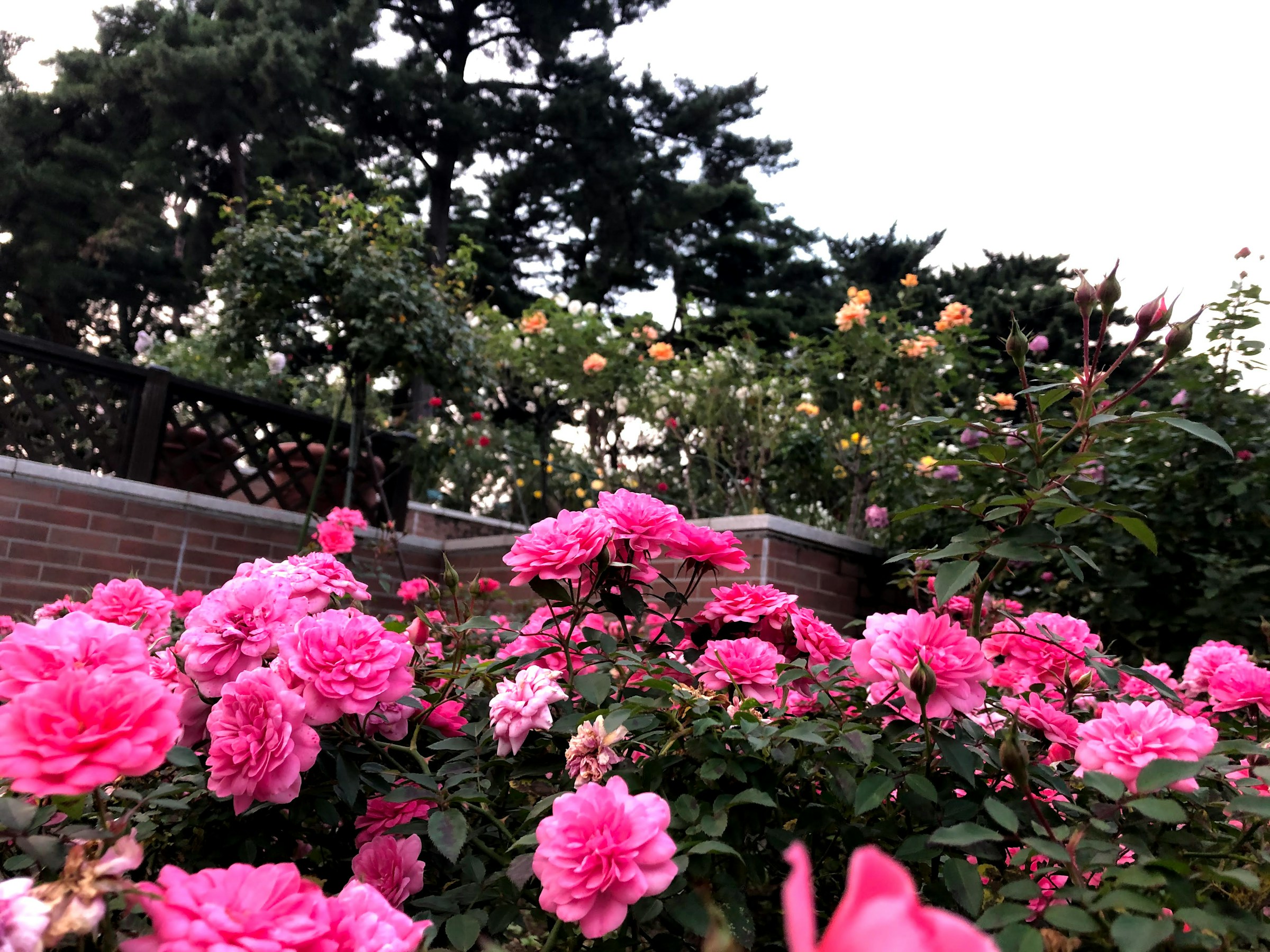 Rosa blühende Rosen in einem Garten | Quelle: Unsplash