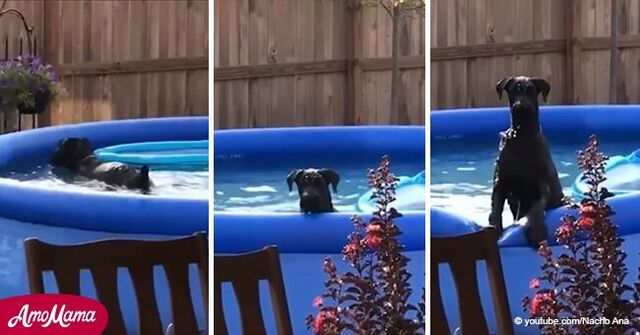 Ein Hund schleicht sich in ein Planschbecken und wird vom Herrchen erwischt [Video]