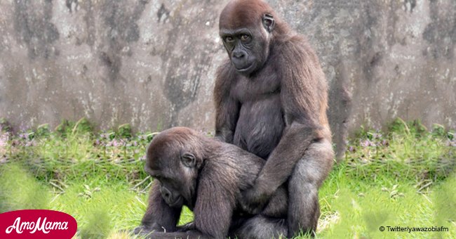 Gorillas sehen und machen nach. Junge Gorillas amüsieren das Publikum, indem sie sich in zweideutigen Posen blicken lassen 