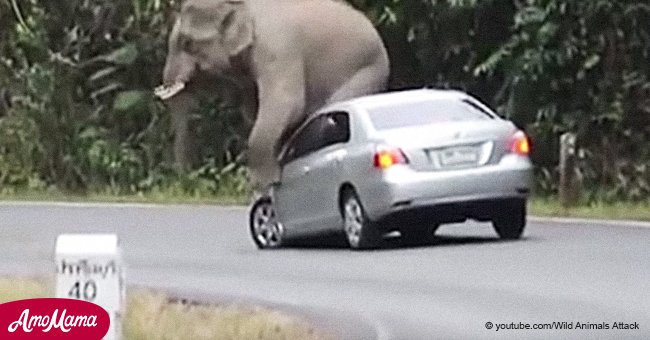 Ein Elefant zerstampft einen Autofahrer, nachdem er in das Bein des Tieres eingefahren war