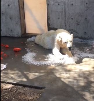 Nora rollt auf Eiswürfeln | Quelle: Facebook / Utah's Hogle Zoo
