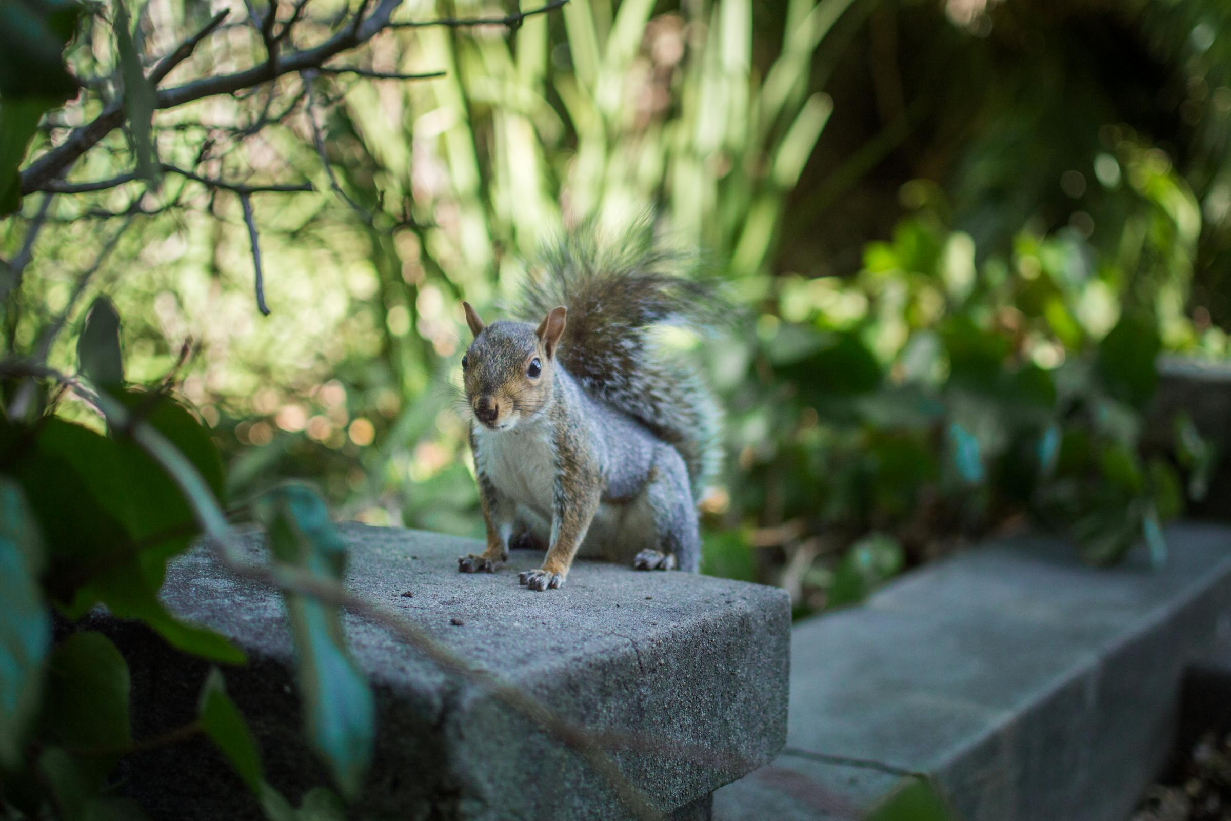 Ein Eichhörnchen in einem Garten | Quelle: Pexels