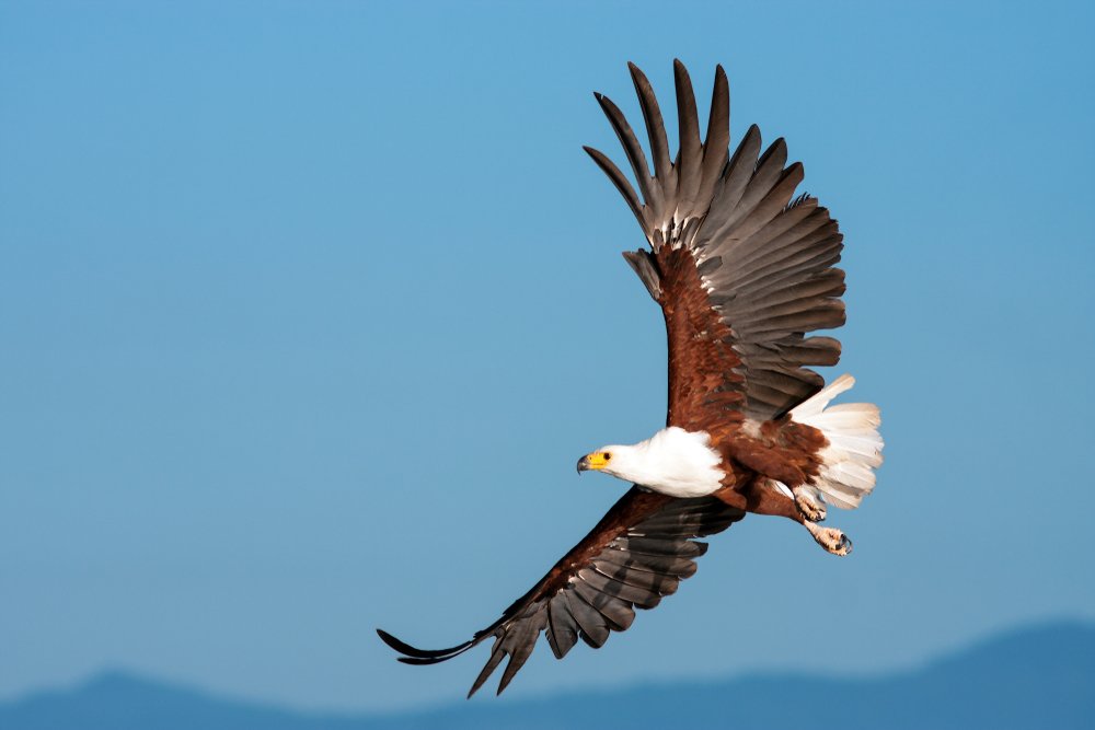 Afrikanischer Fischadler, der gegen einen klaren Himmel fliegt. | Quelle: Shutterstock
