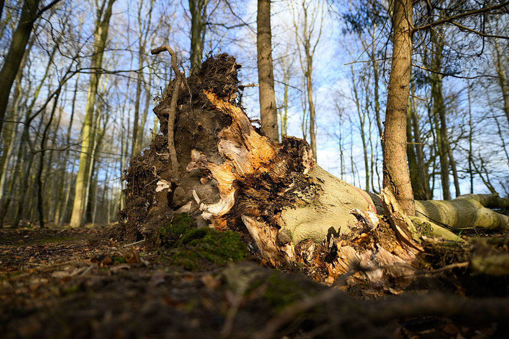 5. April 2026, Schleswig-Holstein, Flensburg: Ein umgestürzter Baum liegt auf einem Waldweg in einem Waldgebiet südöstlich von Flensburg. | Quelle: Getty Images
