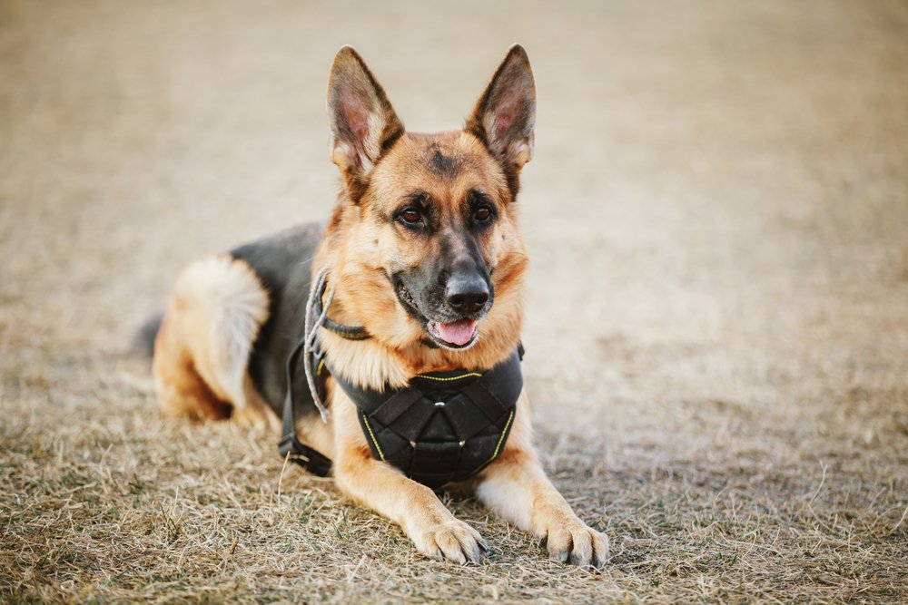 Ein brauner Deutscher Schäferhund der Polizei, der gehorsam auf dem Boden sitzt | Quelle: Shutterstock/Grisha Bruev