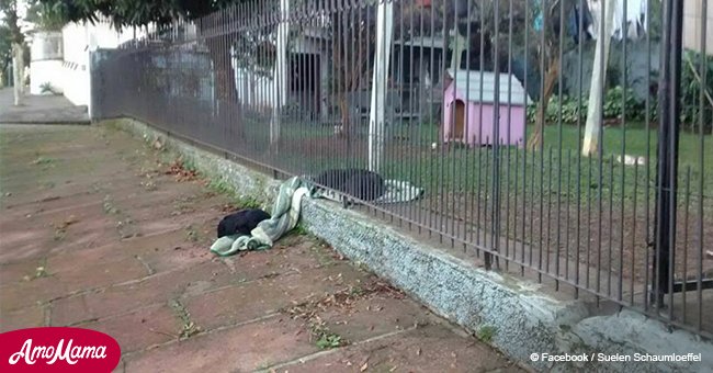 Ein treuer Hund teilt ihre Decke mit ihrem Freund von der Straße und das Internet verliebt sich in den Hund