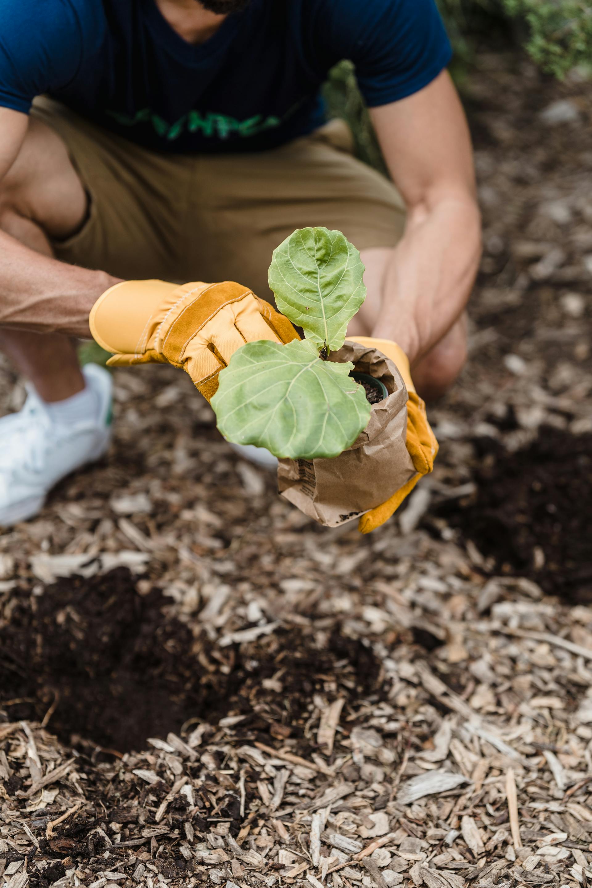 Ein Mann bereitet sich darauf vor, einen Setzling in frische Erde zu pflanzen | Quelle: Pexels