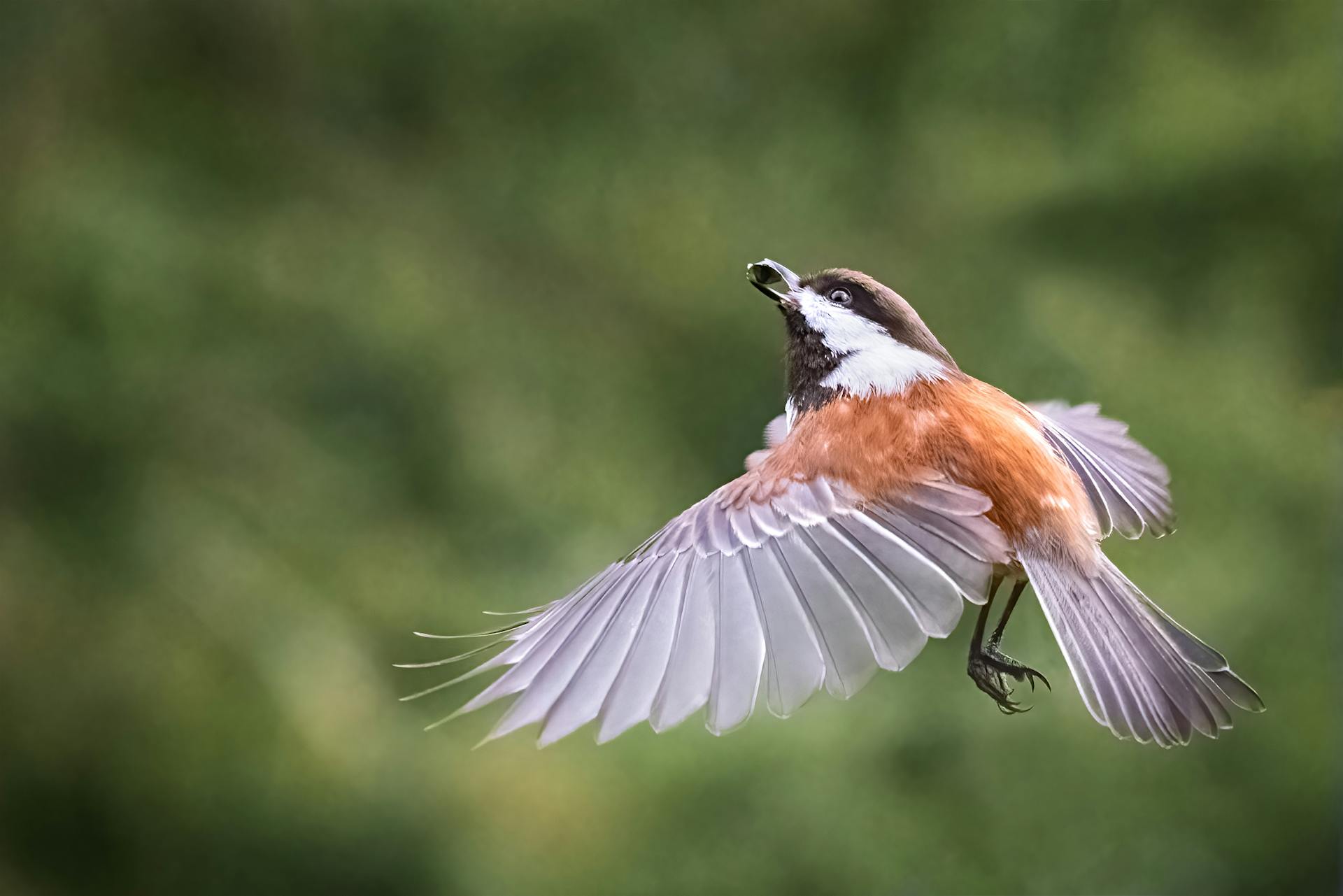 Ein Vogel in der Luft | Quelle: Pexels