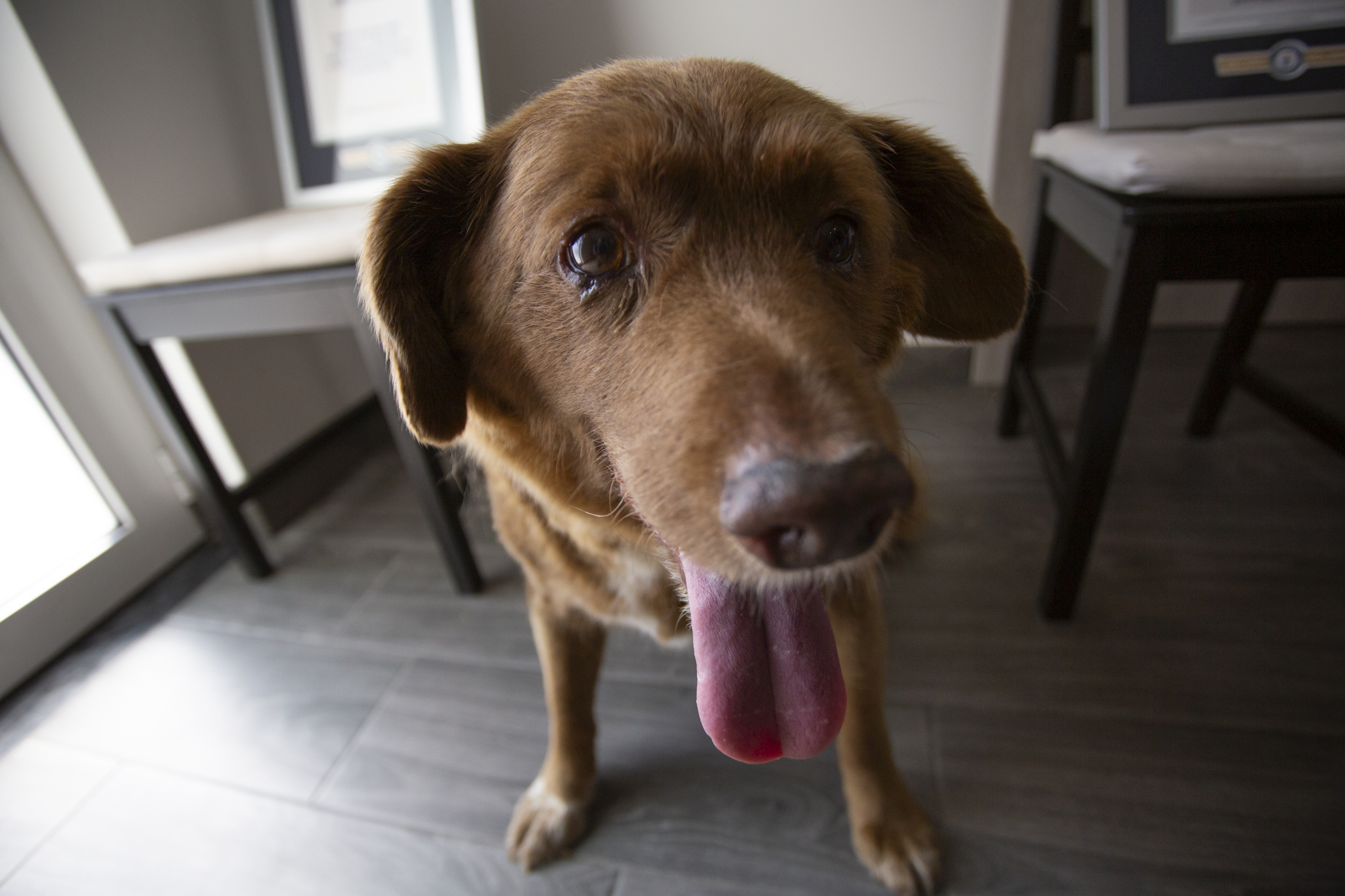 Der 31-jährige Hund Bobi wird am 2. Juli 2023 in Leiria, Portugal, gesehen. | Quelle: Getty Images