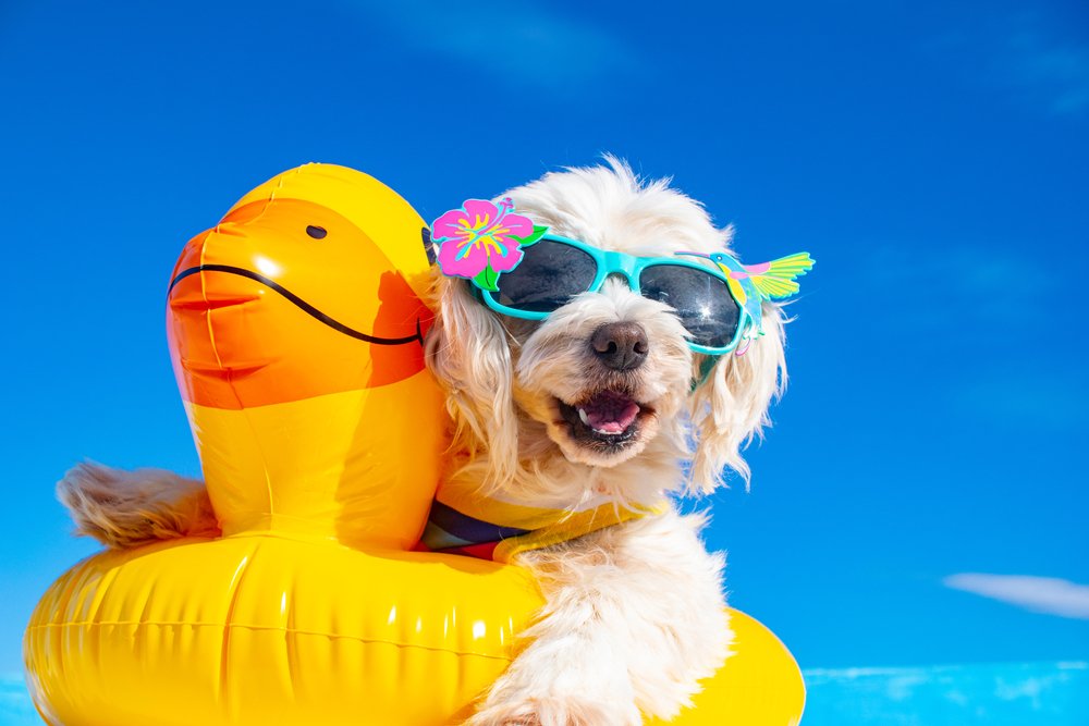 Hund mit Sonnenbrille. | Quelle: Shutterstock