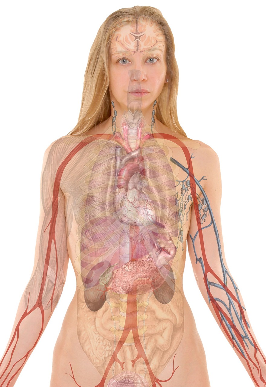 Eine Illustration der weiblichen Anatomie | Quelle: Pixabay
