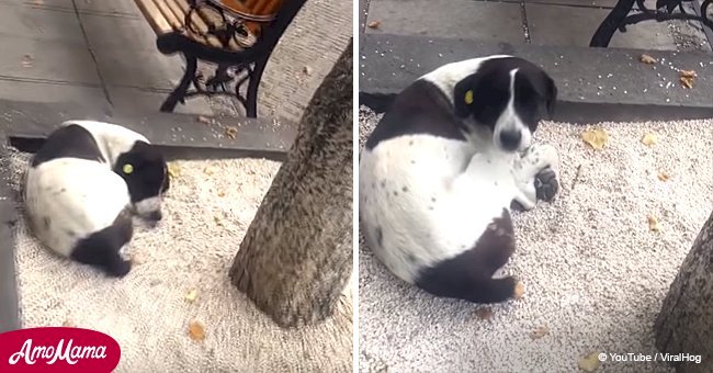 Ein Mann findet seinen vermissten Hund auf der Straße, nachdem er drei Jahre nach ihm gesucht hatte