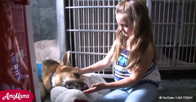 Ein heldenhafter Hund riskiert sein Leben, um die 7-Jährige vor einer Klapperschlange zu retten