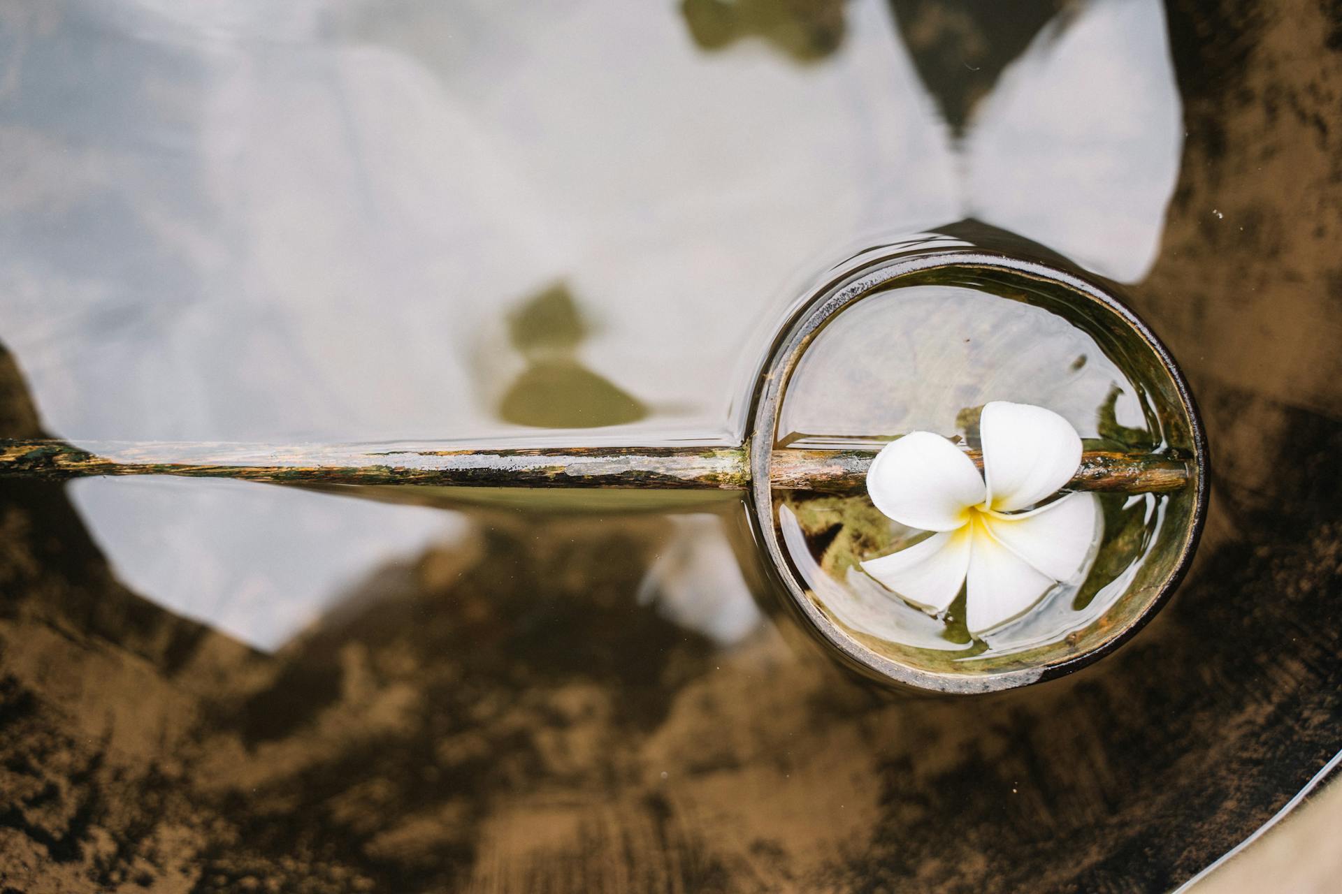 Eine Blume, die in einem Eimer mit Wasser schwimmt | Quelle: Pexels