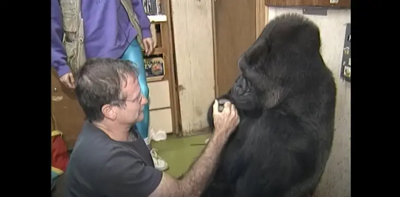 Robin Williams und Koko der Gorilla im Jahr 2001 | Quelle: YouTube/kokoflix