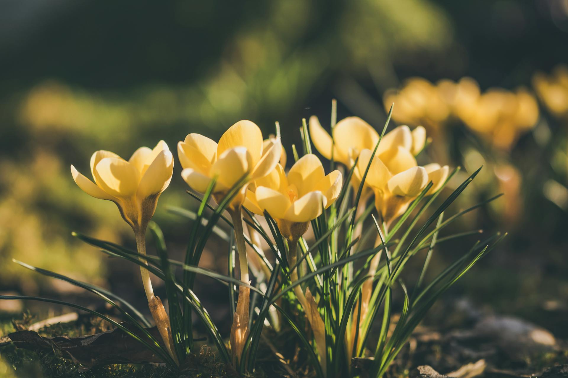 Gelbe Gartenblumen | Quelle: Pexels