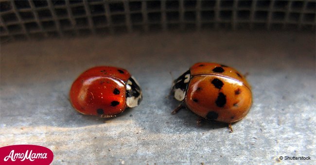 Hast du diese Käfer in deinem Haus bemerkt? Sie sind keine Marienkäfer – sie sind etwas viel Schlimmeres