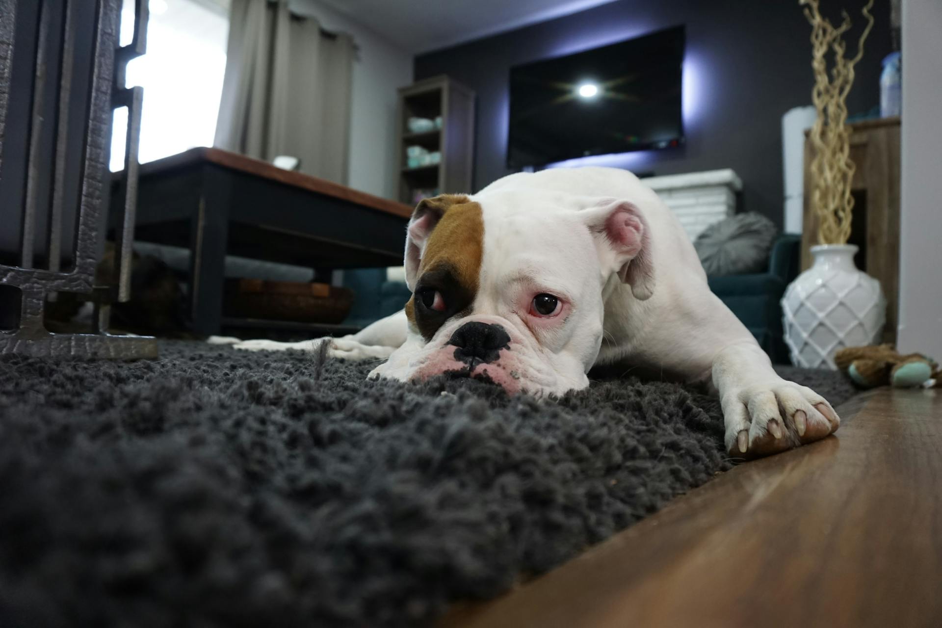 Ein Hund, der auf einem Teppich liegt | Quelle: Pexels