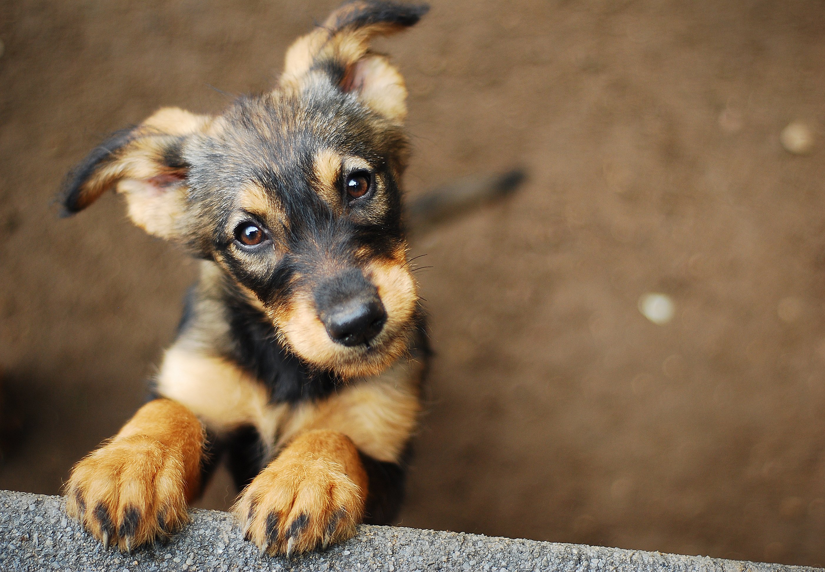 Streunender Hundewelpe, der in die Kamera schaut  | Quelle: Shutterstock