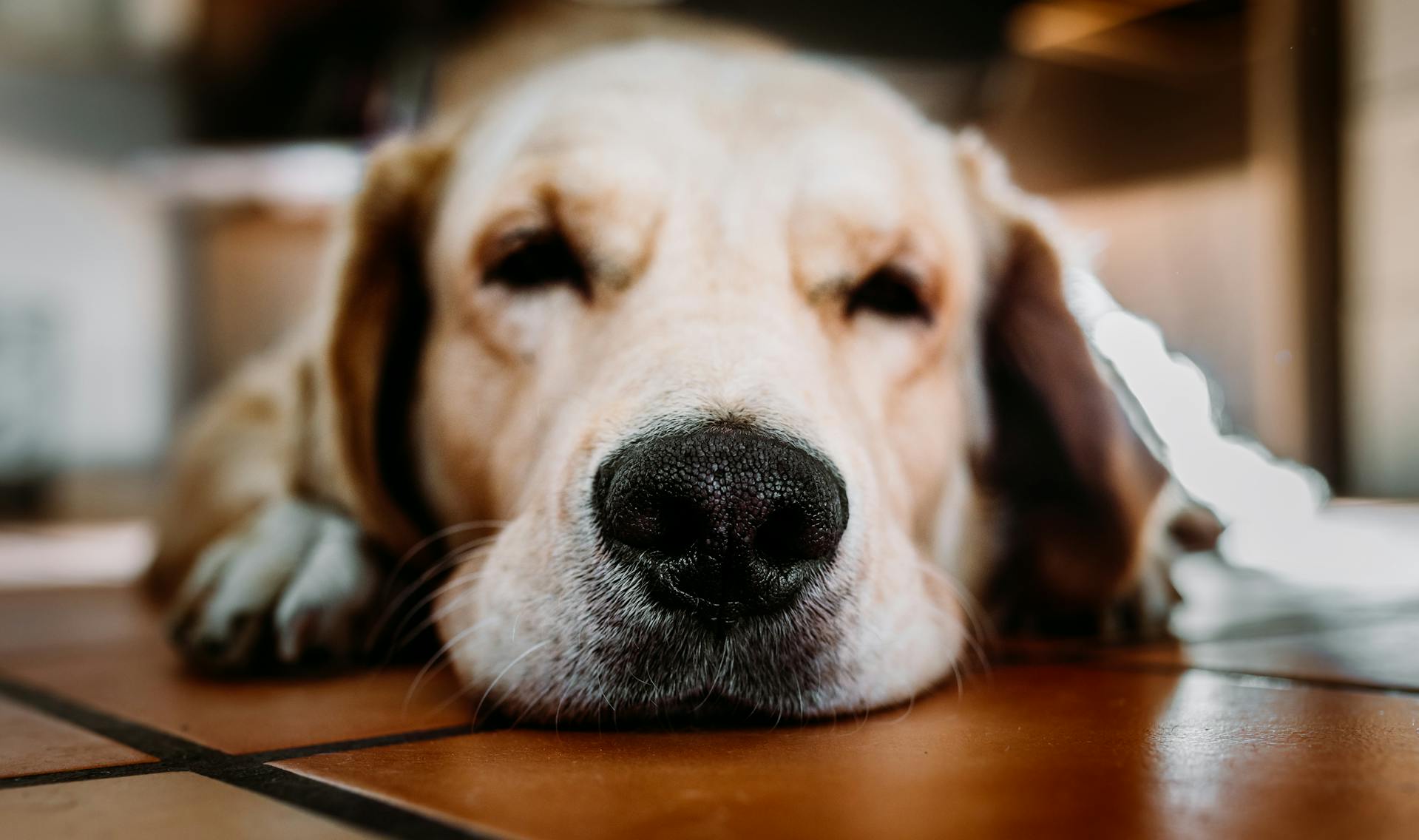 Eine Nahaufnahme eines Hundegesichts | Quelle: Pexels