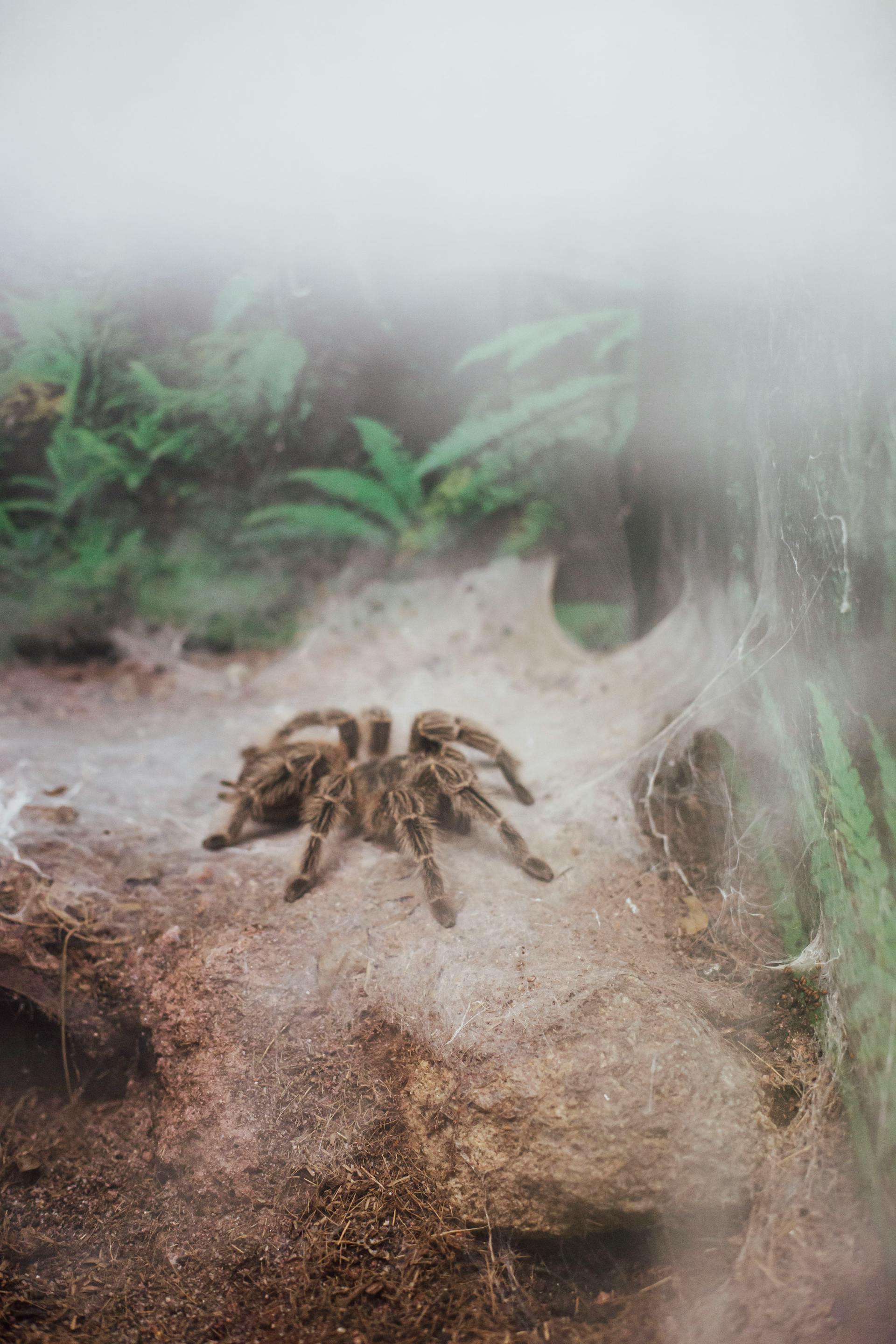Eine Spinne in einem Terrarium | Quelle: Pexels