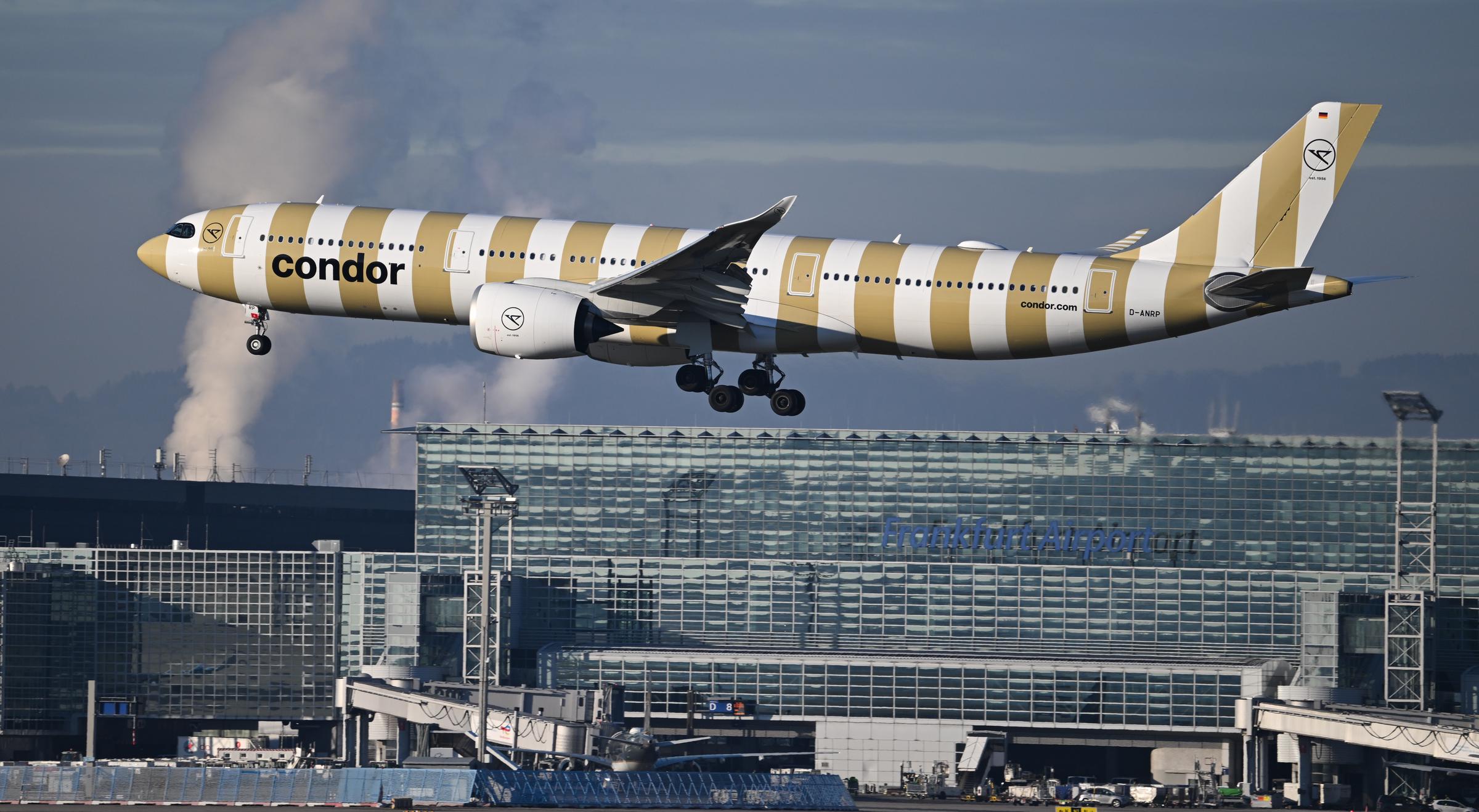 Ein gold-weiß gestreifter Condor Airbus A330-941 landet am 14. Januar 2025 auf dem Frankfurter Flughafen | Quelle: Getty Images