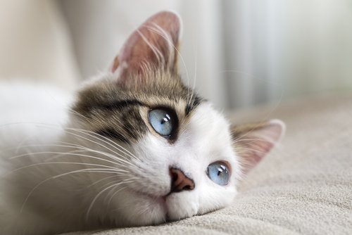 Eine blauäugige Katze. | Quelle: Shutterstock