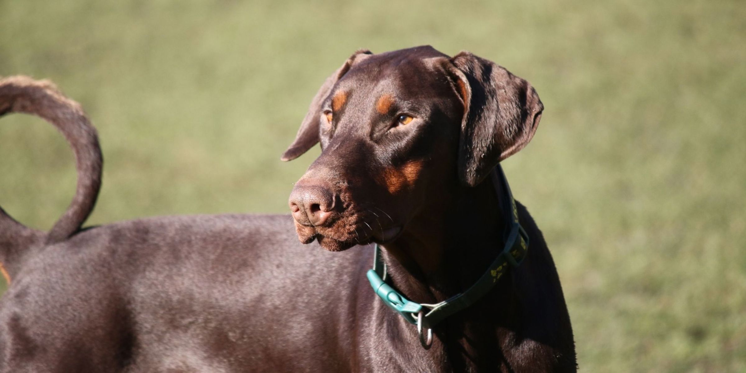 Ein Dobermann | Quelle: Pexels
