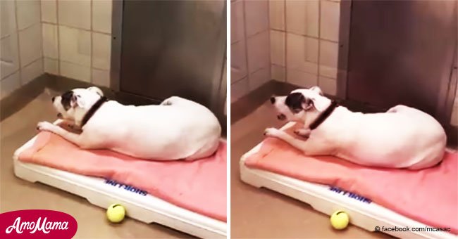 Ein kleiner Hund jault jede Nacht, weil niemand ihn adoptieren möchte